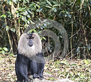 The lion tailed macaque photo